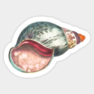 Illustrated sea shell snail. Colorful vintage drawing Sticker